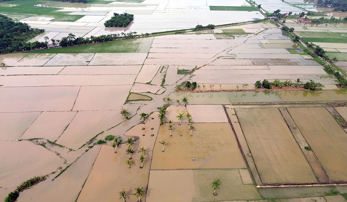 11.000 H Sawah Bakal Dicetak Ulang Usai Banjir Sumatera, Januari Dimulai